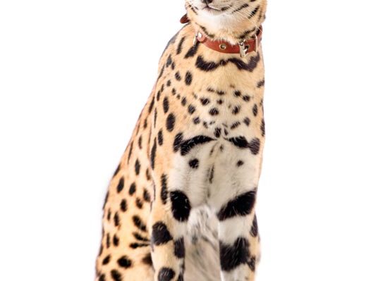 Chatterie Moonwalk - chat savannah