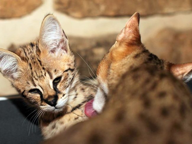 Chaton Séraphine - Savannah - Chatterie Moonwalk