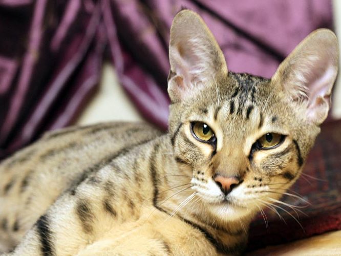 Moonwalk Jubba - Savannah - Chatterie Moonwalk