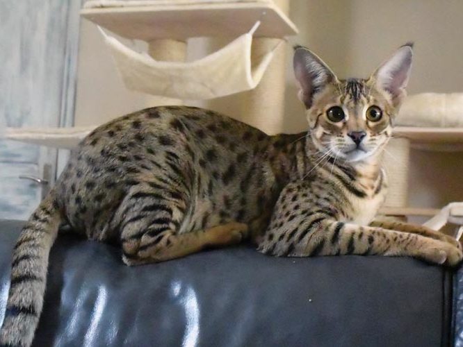 Moonwalk Lokawango - Savannah - Chatterie Moonwalk