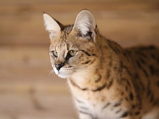 Moonwalk Séraphine - Savannah - Chatterie Moonwalk