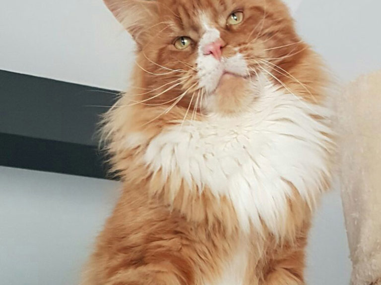 Summerplace Alabama mâle maine coon red blotched tabby-chatteriemoonwalk