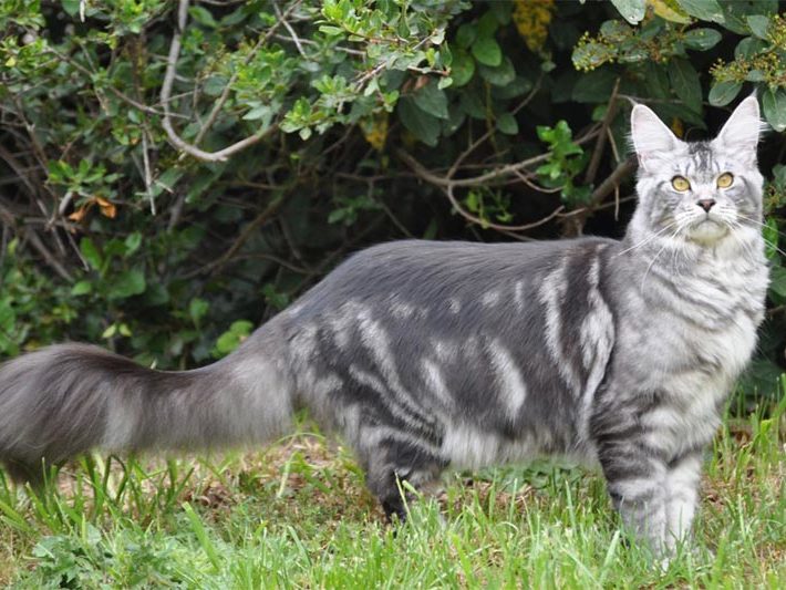 Fergie - Maine Coon - Chatterie Moonwalk