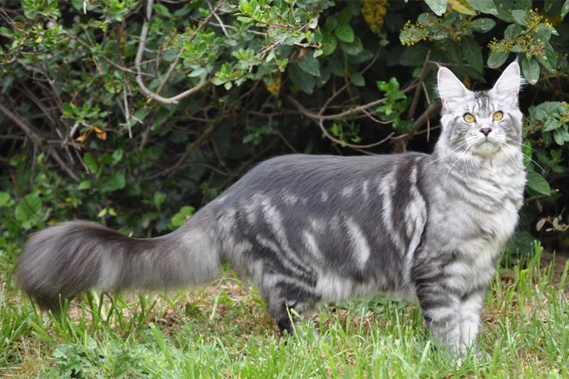 Fergie - Maine Coon - Chatterie Moonwalk