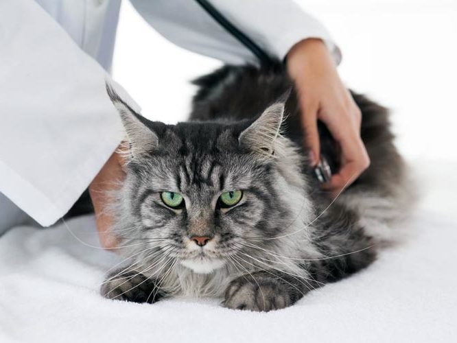 Examen Maine coon chez le vétérinaire
