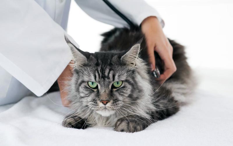 Examen Maine coon chez le vétérinaire