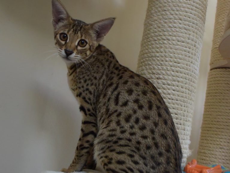 Moonwalk Lokawango - femme savannah F3 - Chatterie Moonwalk