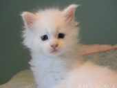 Moonwalk Oncle Jon Snowchaton maine coon, blanc-chatteriemoonwalk