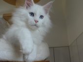 Moonwalk Oncle Jon Snowchaton maine coon, blanc-chatteriemoonwalk