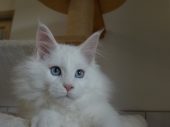 Moonwalk Oncle Jon Snowchaton maine coon, blanc-chatteriemoonwalk