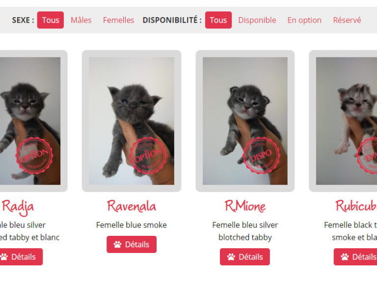 Liste des chatons avec le nouveau système de filtre