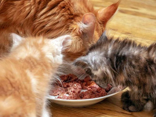 Chatons maine coon en plein repas
