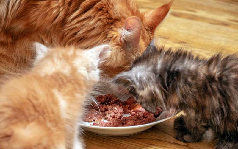 Chatons maine coon en plein repas