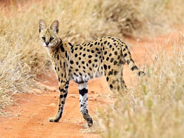 Le Serval, ancêtre du Savannah