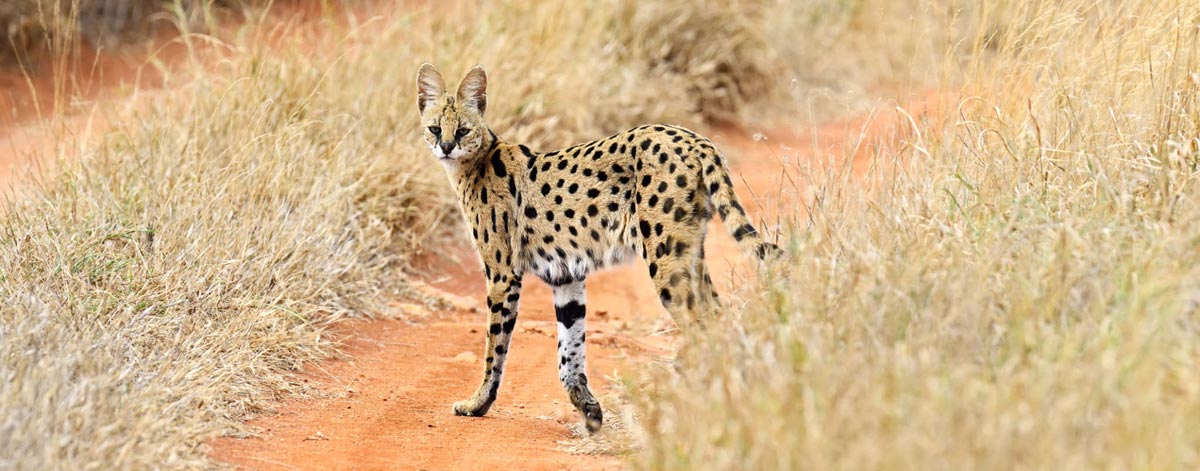 Le Serval, ancêtre du Savannah