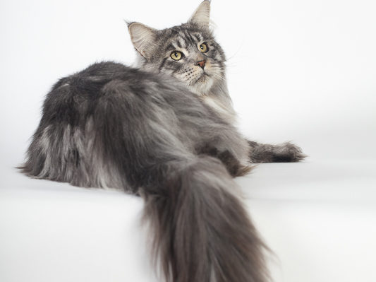 Moonwalk I'm Bad Maine coon black silver blotched tabby-chatteriemoonwalk