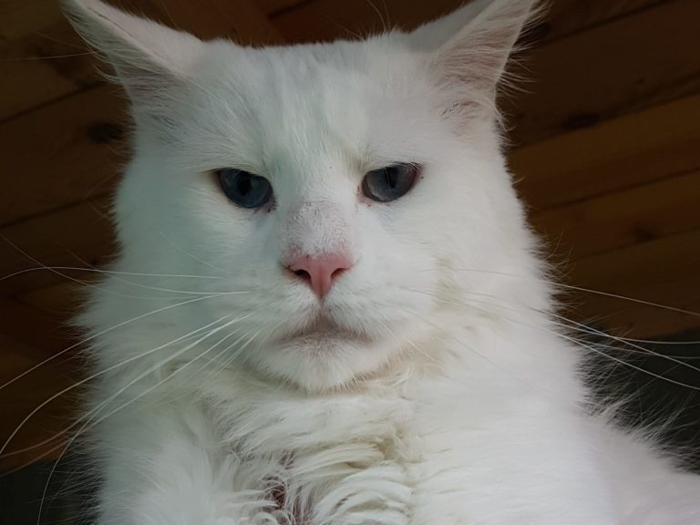 Kameron-Marelax-Pride