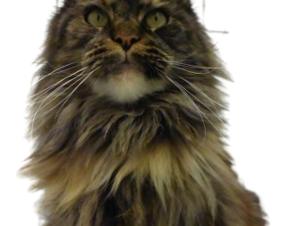 Ashabelle-Arnica-chatterieMoonwalk