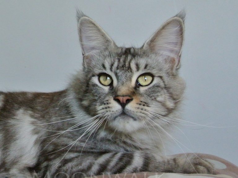 For Me de Nikko Coon