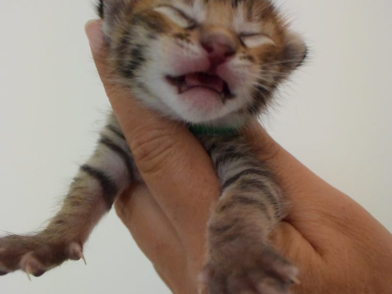 Radparascha-chatterie-moonwalk