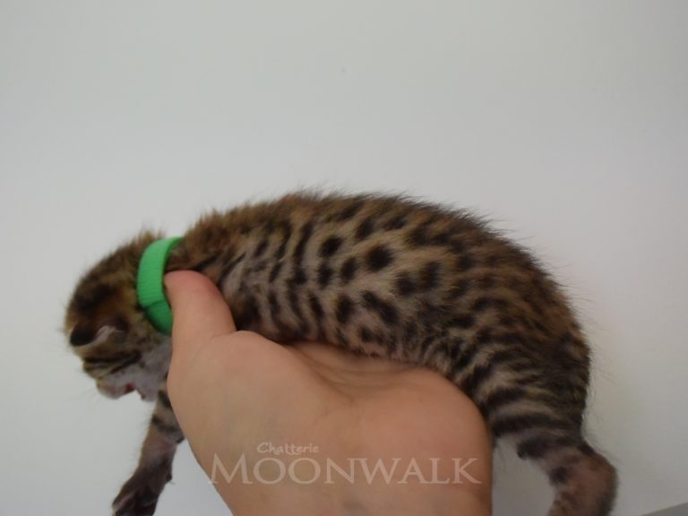 Radparascha-chatterie-moonwalk