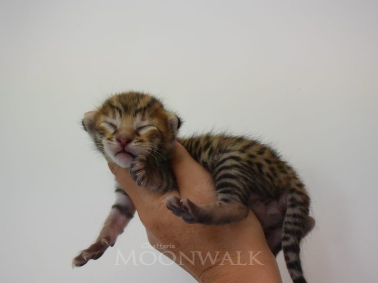 Radparascha-chatterie-moonwalk