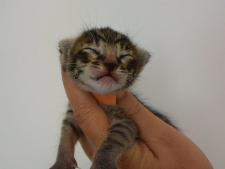 Reine Millenium Sapphire-chatterie-moonwalk