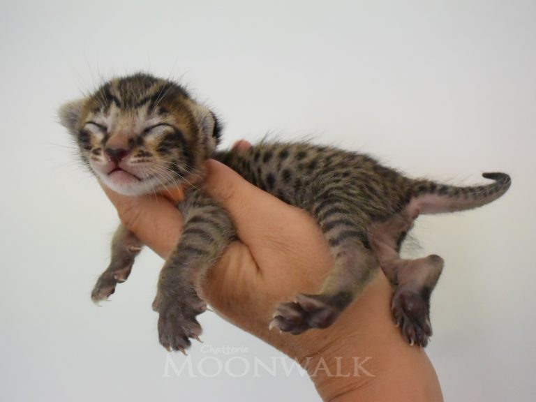 Reine Millenium Sapphire-chatterie-moonwalk