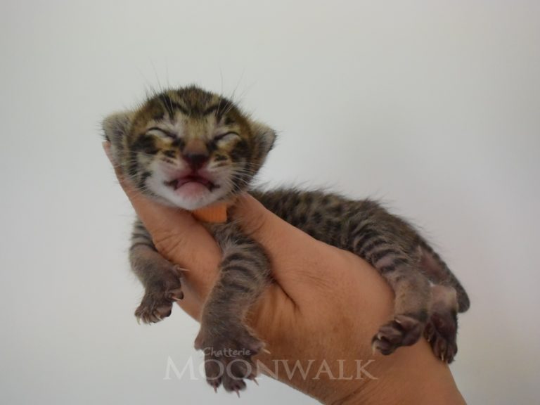 Reine Millenium Sapphire-chatterie-moonwalk