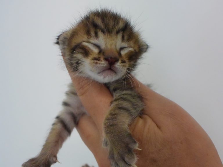 Rubis diamant-chatterie-moonwalk