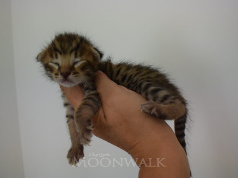 Rubis diamant-chatterie-moonwalk