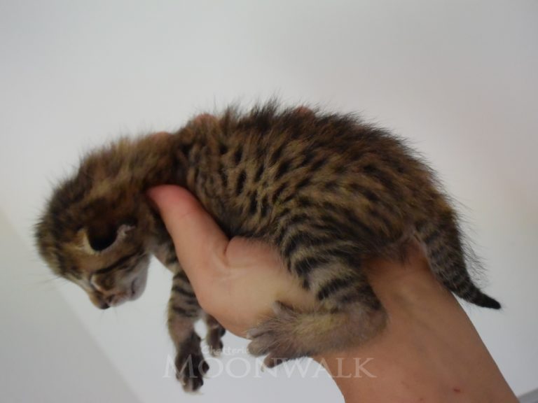 Rubis diamant-chatterie-moonwalk