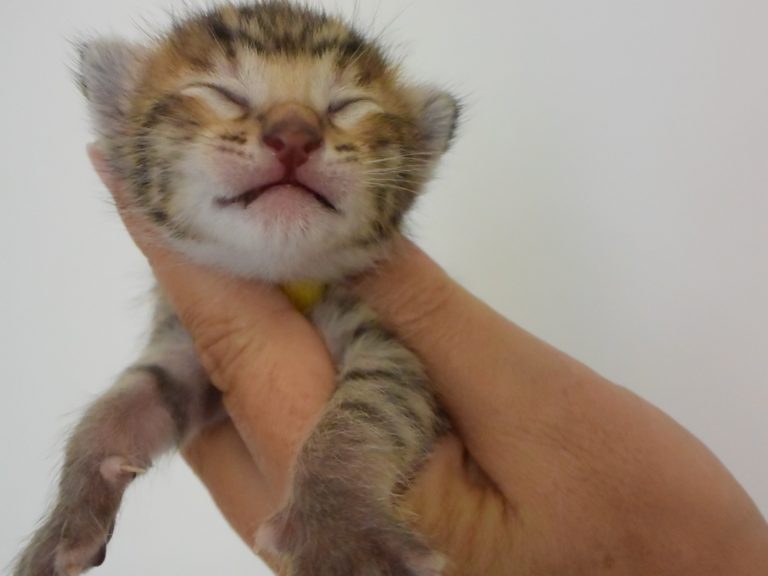 Reine duchesse de cambridge-chatterie-moonwalk