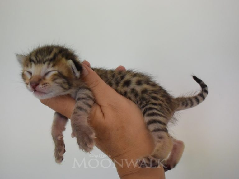 Reine duchesse de Cambridge-chatterie-moonwalk