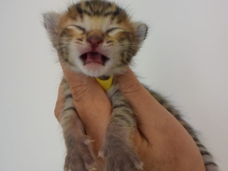 Reine duchesse de Cambridge-chatterie-moonwalk