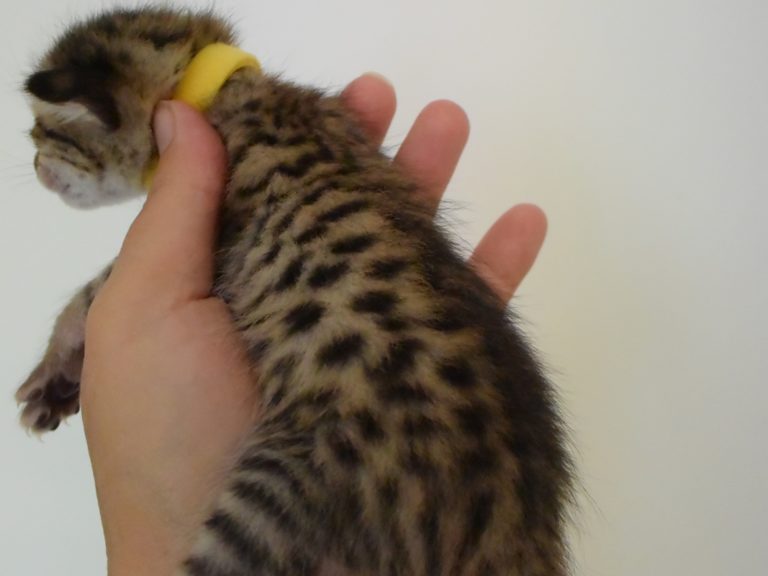 Reine duchesse de Cambridge-chatterie-moonwalk