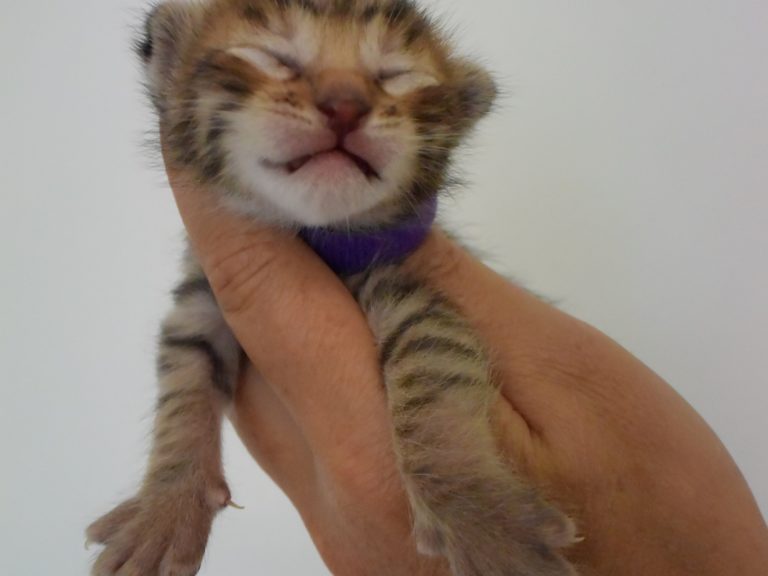 Roi the midnight blue-chatterie-moonwalk