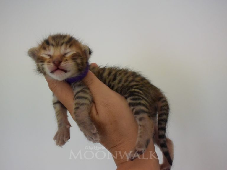 Roi the midnight blue-chatterie-moonwalk