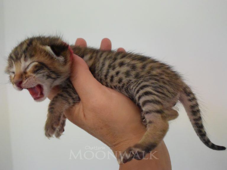 Rubis Rouge-chatterie-moonwalk