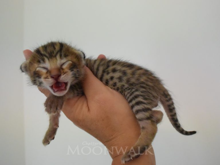 Rubis Rouge-chatterie-moonwalk