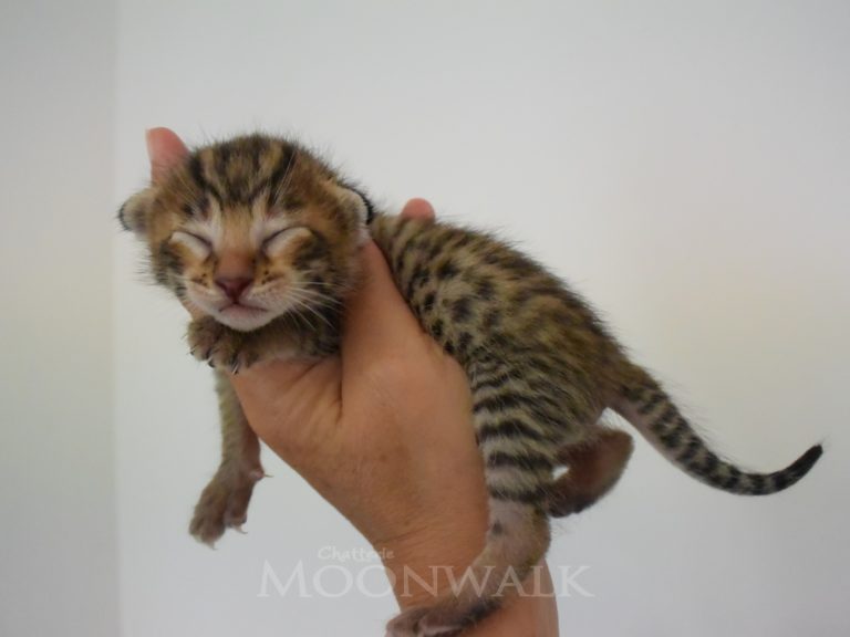 Rubis Rouge-chatterie-moonwalk