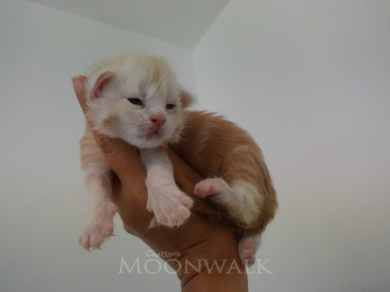 Russian Twist-chatterie-moonwalk