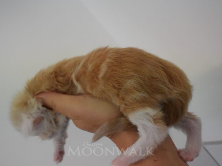 Russian Twist-chatterie-moonwalk