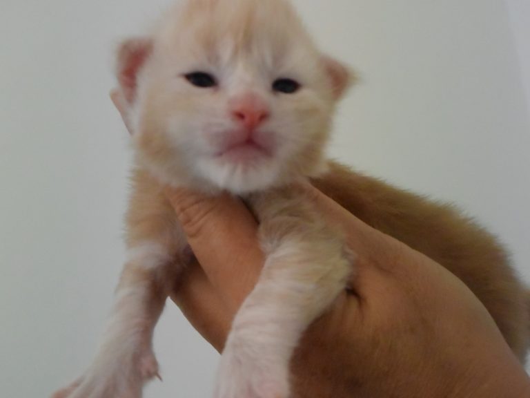 Ralph-chatterie-moonwalk