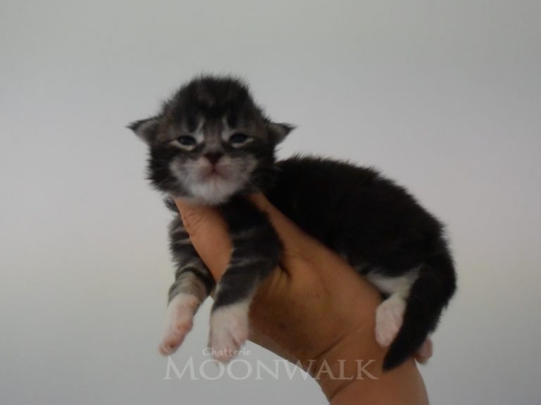 Ralph-chatterie-moonwalk