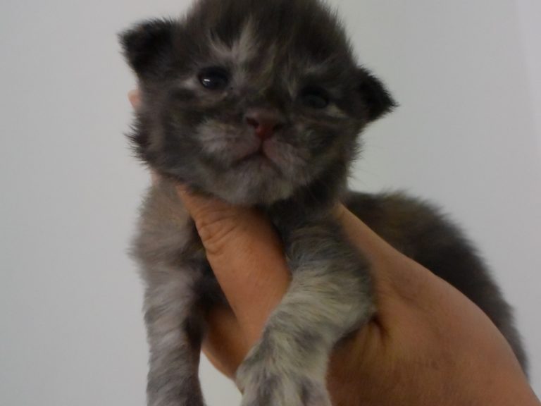 Ruuna-chatterie-moonwalk