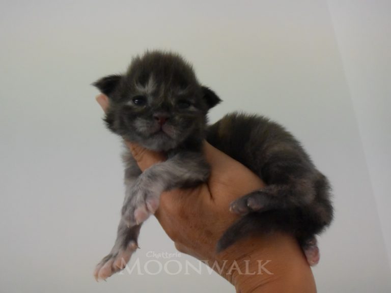 Ruuna-chatterie-moonwalk