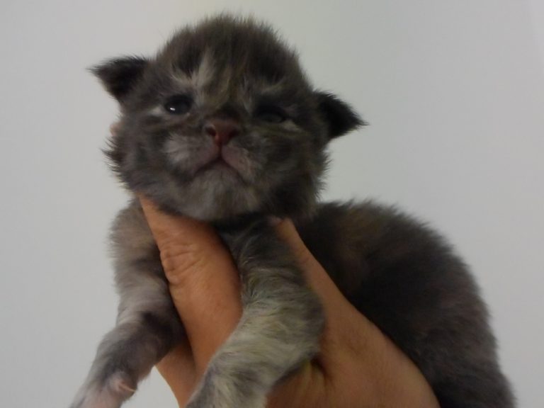 Ruuna-chatterie-moonwalk