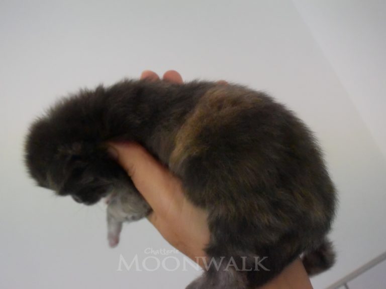 Ruuna-chatterie-moonwalk