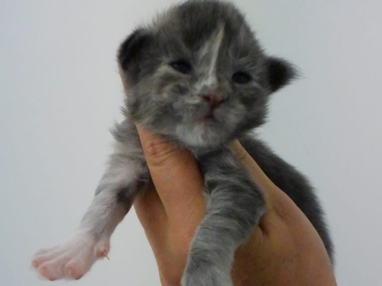 Rice Krispies-chatterie-moonwalk